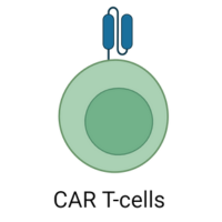 CAR T Cells